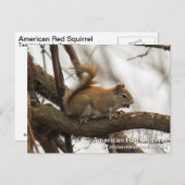 Rode eekhoorn briefkaart (Voorkant / Achterkant)