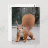Rode eekhoorn briefkaart (Voorkant / Achterkant)