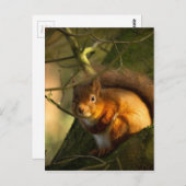 Rode eekhoorn briefkaart (Voorkant / Achterkant)