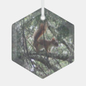 Rode eekhoorn Glass Hexagon Glas Ornament (Voorkant)