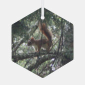 Rode eekhoorn Glass Hexagon Glas Ornament (Achterkant)