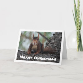 Rode eekhoorn in de boom kaart