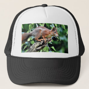 Rode eekhoorn in de boom trucker pet