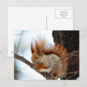 Rode eekhoorn in de winter briefkaart (Voorkant / Achterkant)