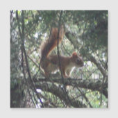 Rode eekhoorn magnetische Kaart (Voorkant)