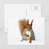 Rode eekhoorn op sneeuw briefkaart (Voorkant / Achterkant)