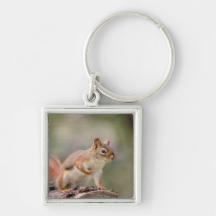 Rode eekhoorn sleutelhanger