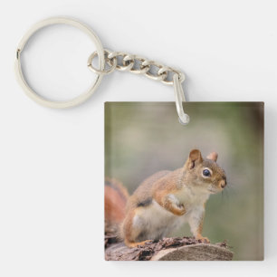 Rode eekhoorn sleutelhanger