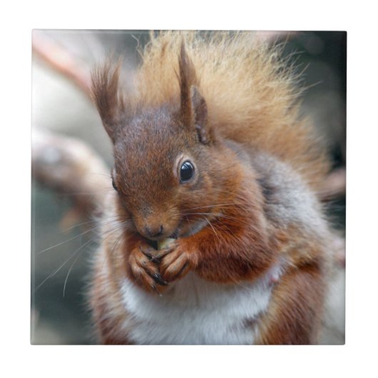 Rode eekhoorn tegeltje (Voorkant)