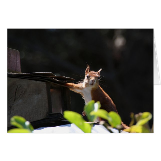 Rode eekhoorn, Tresco (Voorkant Horizontaal)