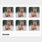 Rode eekhoorn vierkante sticker (Vel)