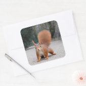 Rode eekhoorn vierkante sticker (Envelop)