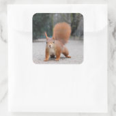 Rode eekhoorn vierkante sticker (Tas)