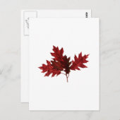 Rode eikenbladeren briefkaart (Voorkant / Achterkant)