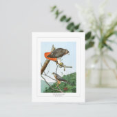 Rode en Cooper's Hawks Briefkaart (Staand voorkant)