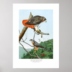 Rode en Cooper's Hawks Poster