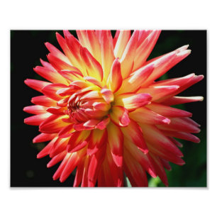 Rode en gele Dahlia 10x8 gloed dicht Foto Afdruk