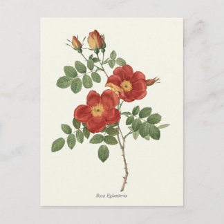  rode en gele roze botanische afdrukken briefkaart