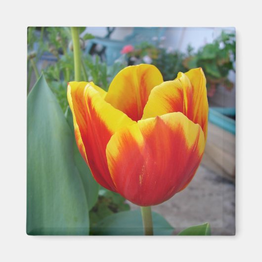 Rode en gele tulp bloementuin foto magneet (Voorkant)