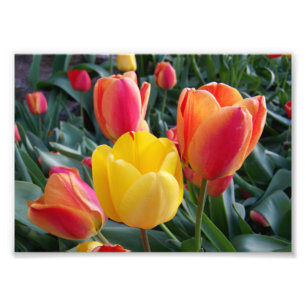 Rode en Gele Tulpen Rots Tuin 7x5 Foto Afdruk