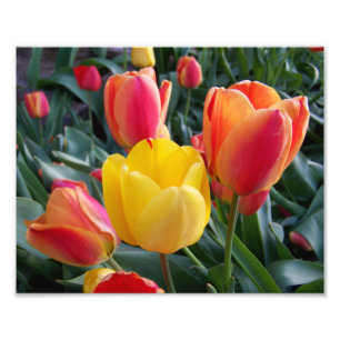 Rode en Gele Tulpen Rots Tuin Foto Afdruk