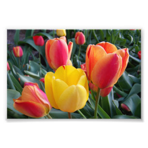 Rode en Gele Tulpen Rots Tuin Foto Afdruk