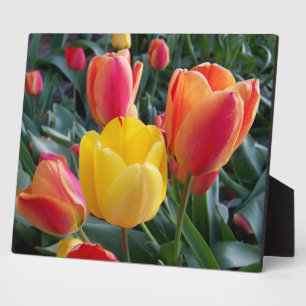 Rode en Gele Tulpen Rots Tuin Foto Fotoplaat