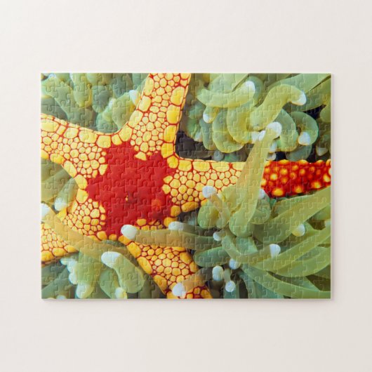 Rode en gele zeester legpuzzel (Horizontaal)