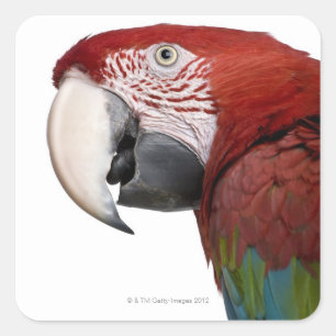 Rode en groene Macaw - Ara chloropterus Vierkante Sticker