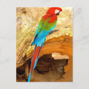 Rode en groene Macaw, Briefkaart van Trinidad