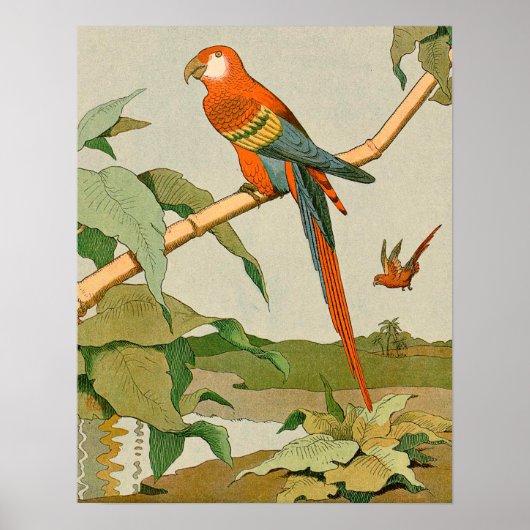 Rode en groene Macaw Oerwoud Parrot Poster (Voorkant)