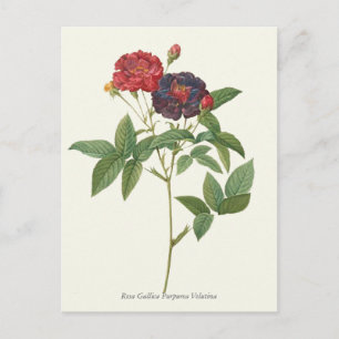  rode en Paarse Rozen botanische afdrukken Briefkaart