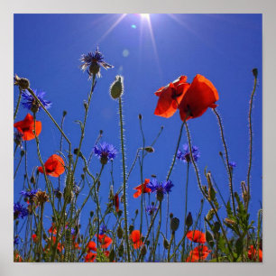 rode en paarse rozen die een blauwe hemel en zon o poster