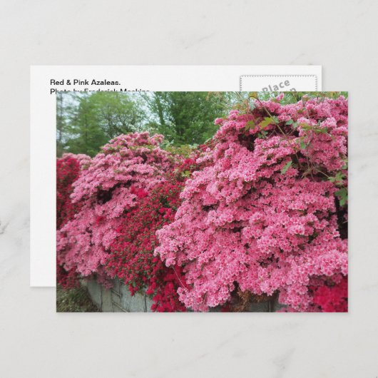 Rode en roze Azalea's Briefkaart (Voorkant / Achterkant)