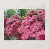 Rode en roze Azalea's Briefkaart (Voorkant)