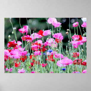 Rode en roze papaver poster