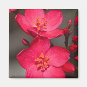 Rode en roze tropische Fiji Flowers Magneet