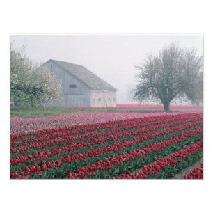 Rode en roze tulpen begroeten de dag in een neveli foto afdruk