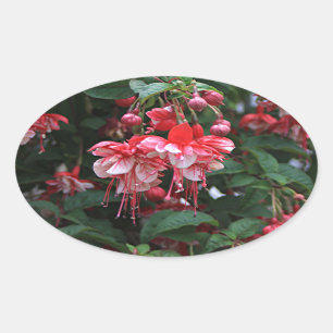 Rode en witte fuchsiesbloemen in bloei in de tuin ovale sticker