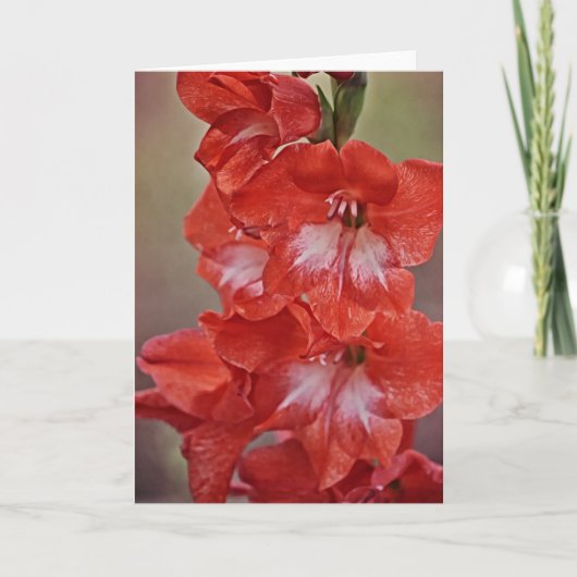 Rode en witte Gladiolus Flower Note Kaart (Voorkant)