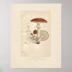  rode en witte paddenstoelen afdrukken poster