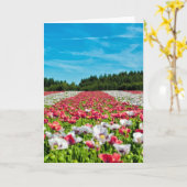 Rode en witte papavervelden kaart (Gele Bloem)
