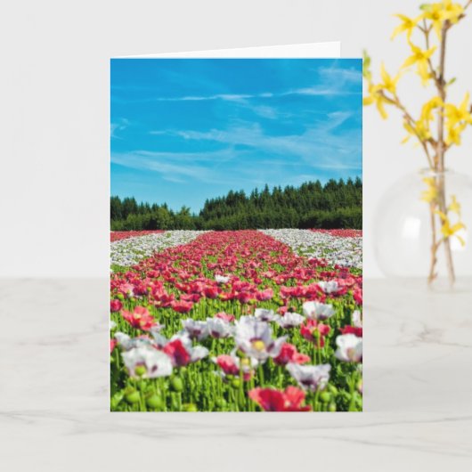 Rode en witte papavervelden kaart (Gele Bloem)