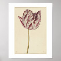 Rode en witte tulp (1700 - 1800) door anonieme