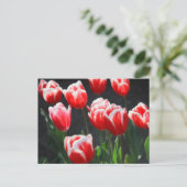 Rode en witte tulpen briefkaart (Staand voorkant)