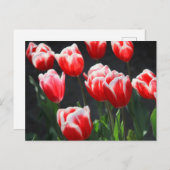Rode en witte tulpen briefkaart (Voorkant / Achterkant)