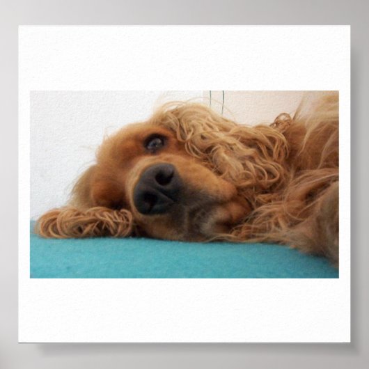 rode engelse cocker spaniel 2.png poster (Voorkant)