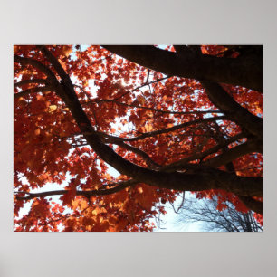 Rode es takken herfstkleuren poster