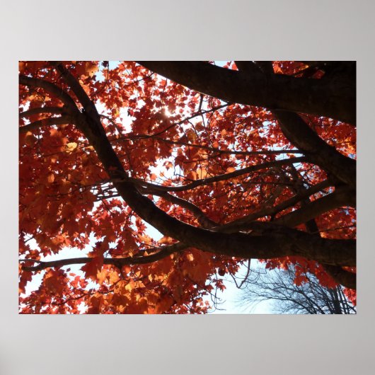 Rode es takken herfstkleuren poster (Voorkant)