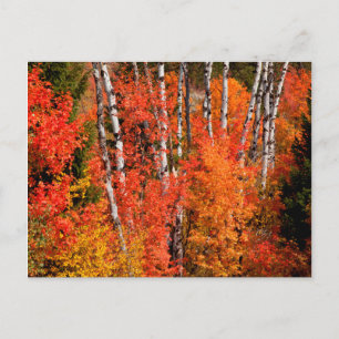 Rode Esdoorn (Acer Rubra) En Espen Briefkaart